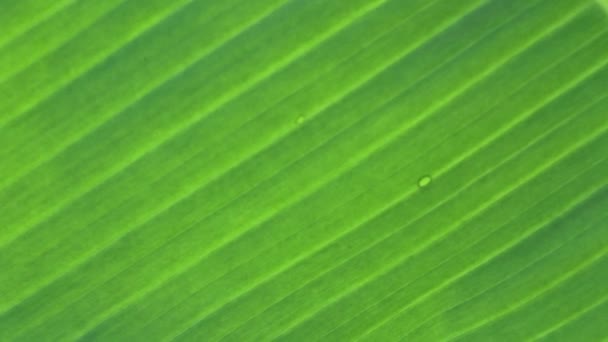 Feuilles de banane et goutte d'eau Feuilles de banane fond 
