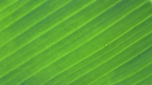 Bananblad och droppa vatten banan blad bakgrund — Stockvideo