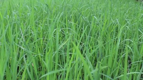 Champ de riz vert