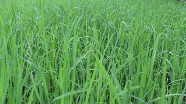 Campo de arroz verde — Vídeo de stock