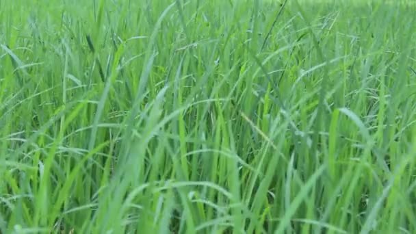 Campo de arroz verde — Vídeos de Stock