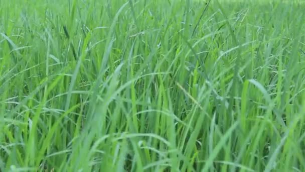Champ de riz vert