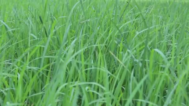 Campo de arroz verde — Vídeo de Stock