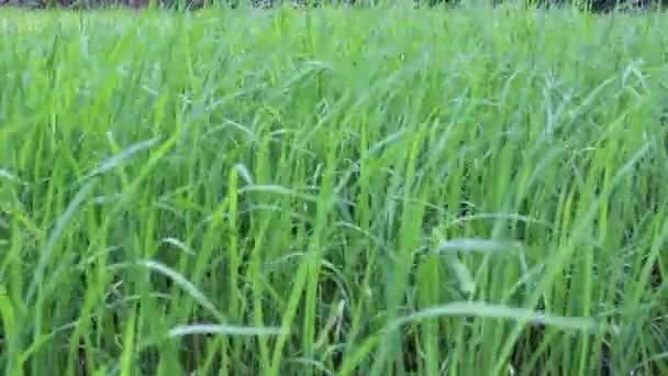 Champ de riz vert