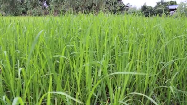 Champ de riz vert