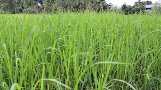 Green rice field — Stock Video