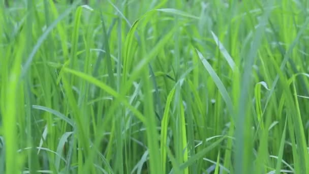 Campo de arroz verde — Vídeo de Stock