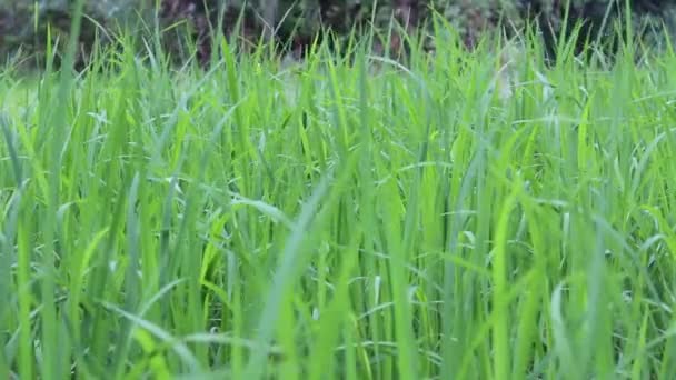 Campo de arroz verde — Vídeo de Stock