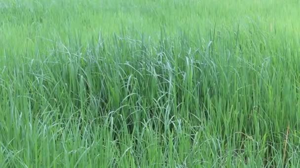 Grøn rismark – Stock-video