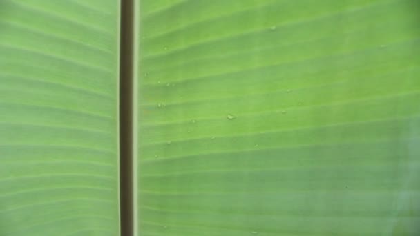 Banana leaves and drop water Banana leaves background — Stock Video