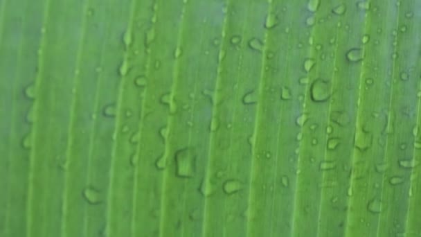 香蕉叶和拖放水香蕉树叶背景 — 图库视频影像