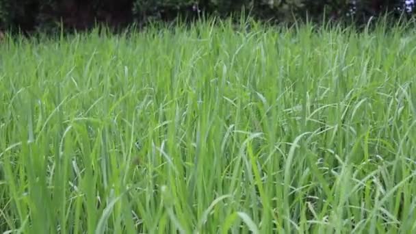 Campo de arroz verde — Vídeo de stock