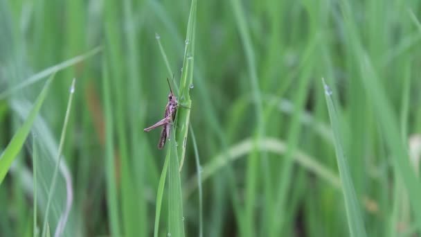 Green rice field — Stock Video