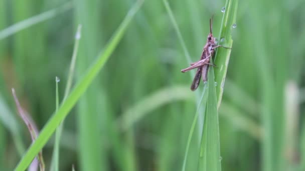 Campo de arroz verde — Vídeo de Stock