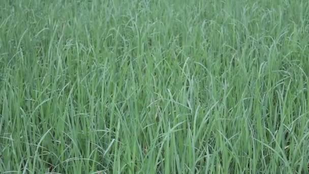 Campo de arroz verde — Vídeo de Stock