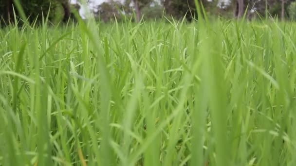 Campo de arroz verde — Vídeo de Stock