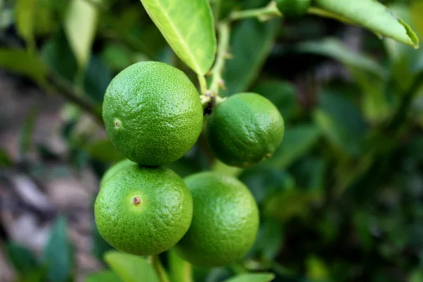 Färsk lime på limefrukttreen — Stockfoto