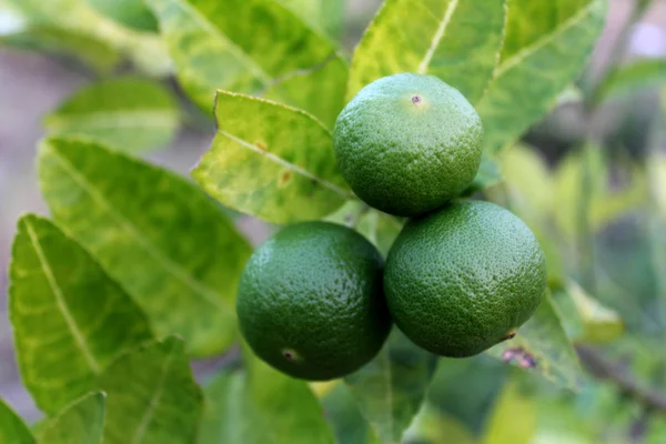 Färsk lime på limefrukttreen — Stockfoto