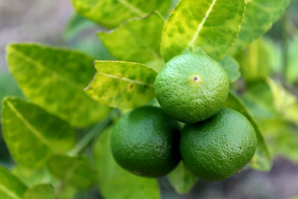 Ihlamur ağacı üzerinde taze limes — Stok fotoğraf