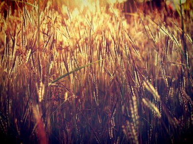 güzel bir çiçek filtre görüntüleri