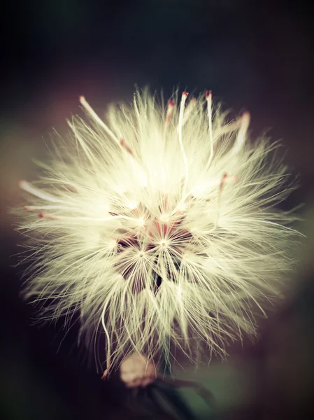 Bunga yang indah dalam gambar filter — Stok Foto