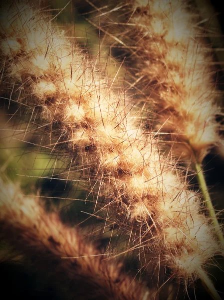 Hermosa flor en imágenes de filtro —  Fotos de Stock