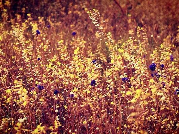 Schöne Blume in Filterbildern — Stockfoto