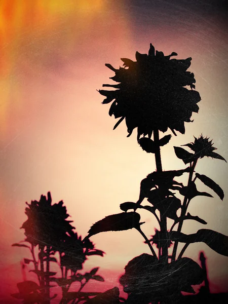Sunflower in nature — Stock Photo, Image