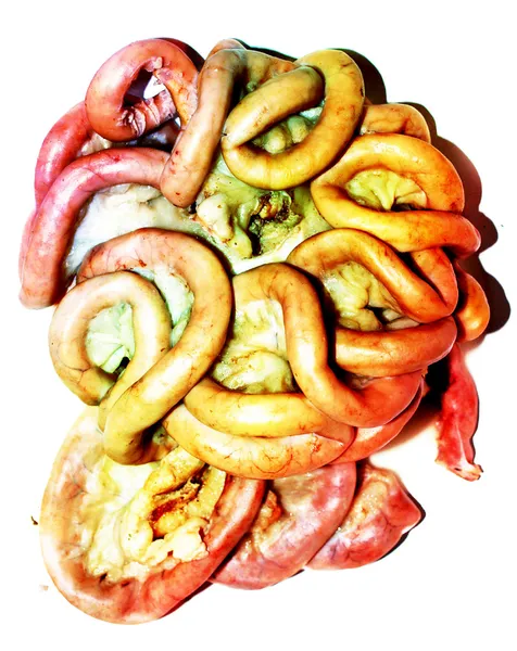 Food pig intestine — Stock Photo, Image