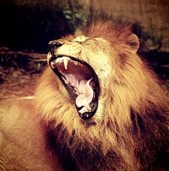 Мужской лев в открытом зоопарке — стоковое фото
