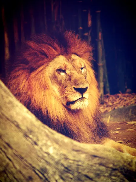 Мужской лев в открытом зоопарке — стоковое фото