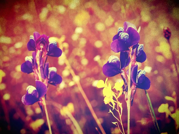 Bela flor em imagens de filtro — Fotografia de Stock