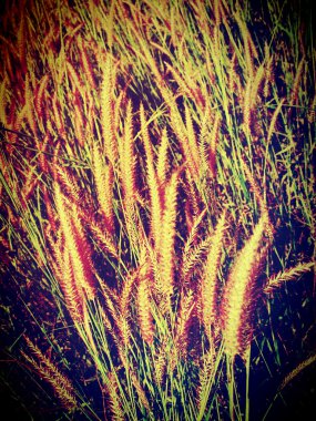 güzel bir çiçek filtre görüntüleri