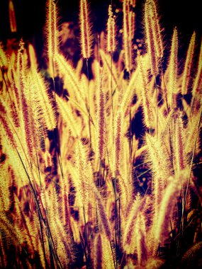 güzel bir çiçek filtre görüntüleri