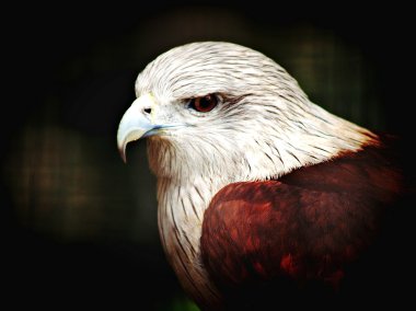 Kartal kapatmak dikey