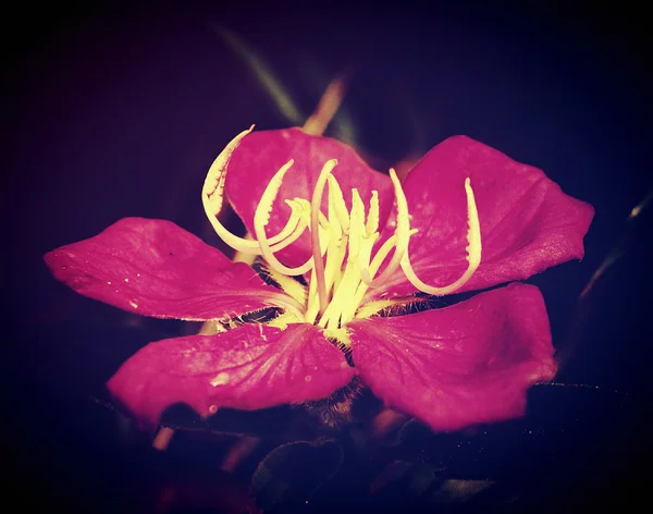 Krásná květina v obrazech filtrů — Stock fotografie