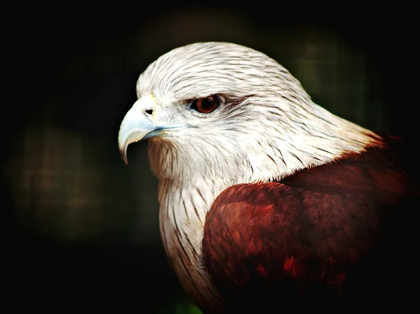 Eagle Close Up Portrait — Stock Photo, Image