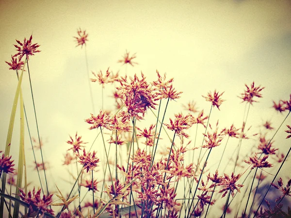 Hermosa flor en imágenes de filtro —  Fotos de Stock