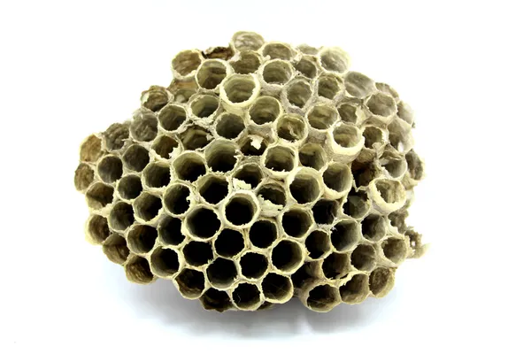 Bijenkorf honing — Stockfoto
