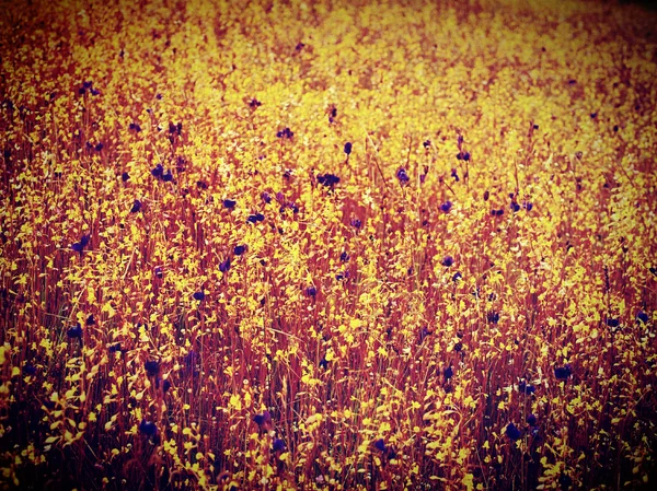 Hermosa flor en filtro —  Fotos de Stock