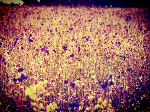 フィルターで美しい花 — ストック写真
