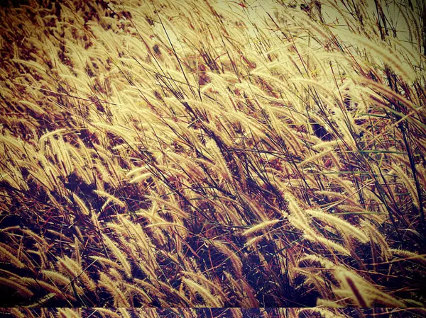 Ear of wheat — Stock Photo, Image