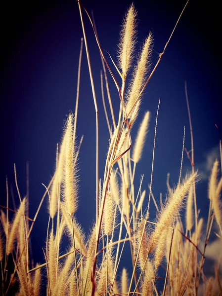 Spiga di grano — Foto Stock