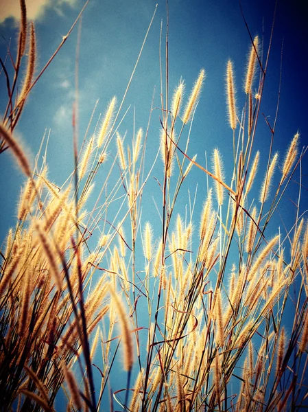 Orecchio di fondo di grano — Foto Stock