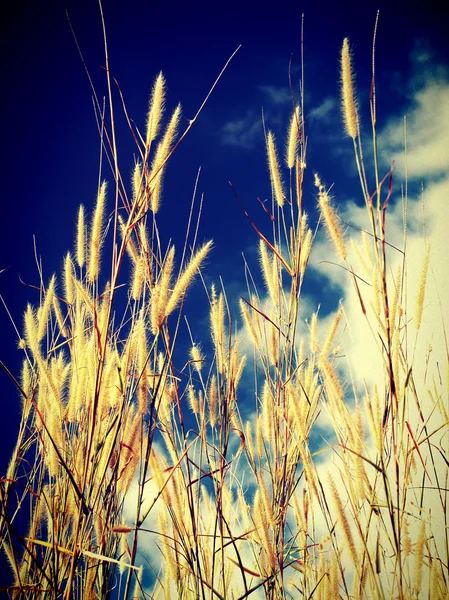 Øre av hvete – stockfoto