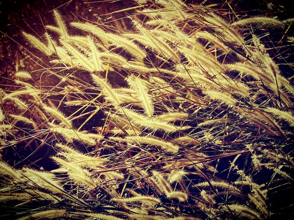 Orecchio di fondo di grano — Foto Stock