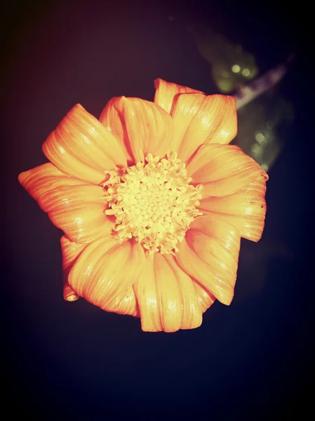 Красивый цветок в фильтре — стоковое фото