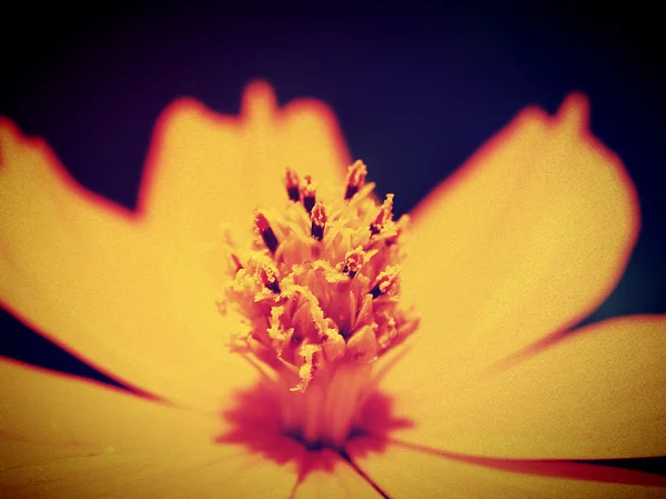 Mooie bloem in filter — Stockfoto