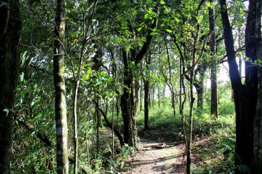 doğa phu rua dağ, phu rua, loei, thailand