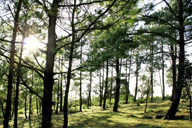 Çam ormanı Phu Rua dağ, Phu Rua, Loei, Th doğası